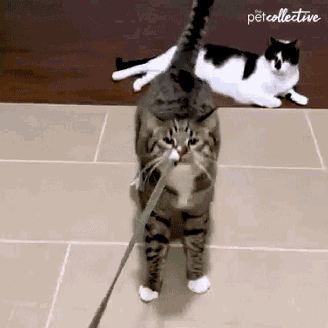 Pulling The Pet Collective GIF