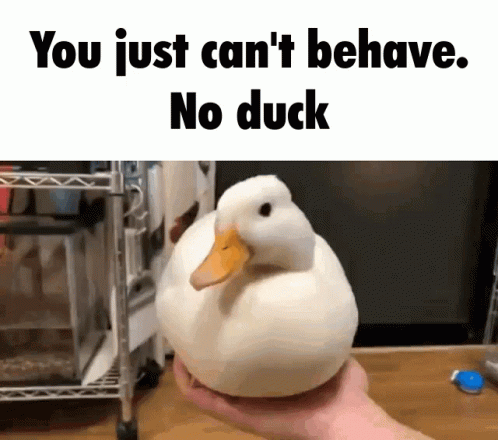 Ducks No Duck GIF - Ducks No Duck Bad GIFs