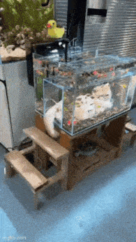 a cat is sitting on a wooden table next to a fish tank filled with fish .