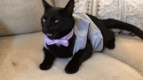Evilcat Angry GIF - Evilcat Evil Cat GIFs