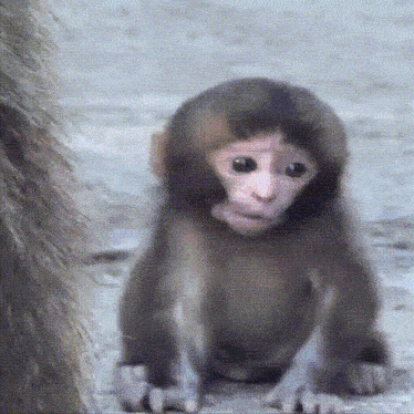 a baby monkey is sitting on the ground with a blurred background