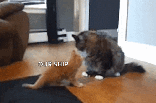 two cats are playing with each other and the words " our ship " are visible