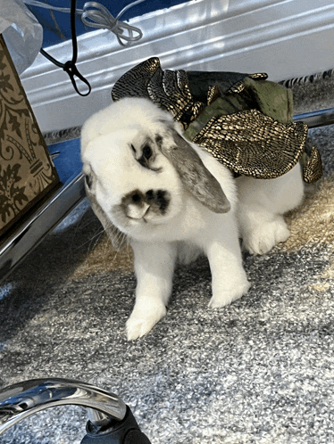 a white rabbit wearing a green and gold butterfly costume