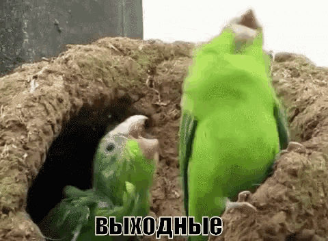 two green parrots are sitting in a hole in the ground with their beaks open .