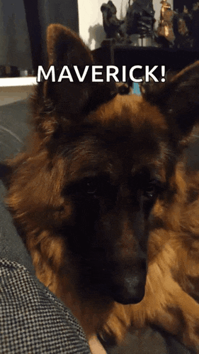 a german shepherd laying on a couch with the word maverick written above it