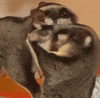 a couple of animals are standing next to each other and looking at the camera .