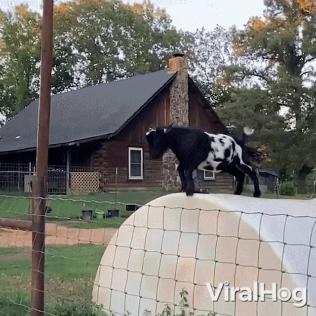 A Goat Leaps Over The Fence Viralhog GIF - A Goat Leaps Over The Fence Viralhog Goat Hops Over The Fence GIFs