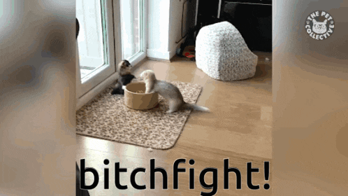 a video of a cat and a kitten playing with the words bitchfight
