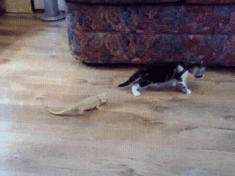 Cat Lizard GIF - Cat Lizard Shocked GIFs