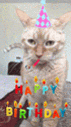 Rocky Cat GIF - Rocky Cat Happy Birthday GIFs