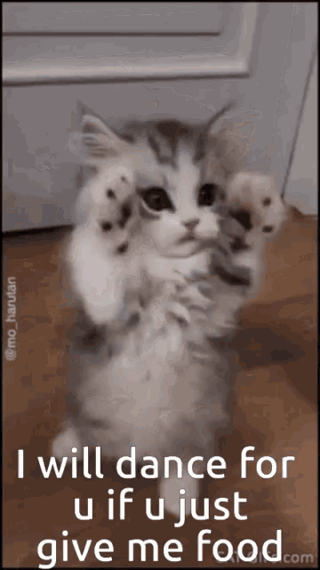 Dance Dancing GIF - Dance Dancing Funny Cat GIFs