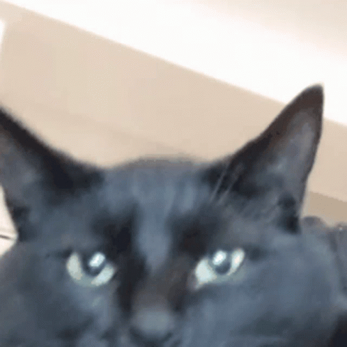 Unimpressed Black Cat GIF - Unimpressed Black Cat Meh GIFs