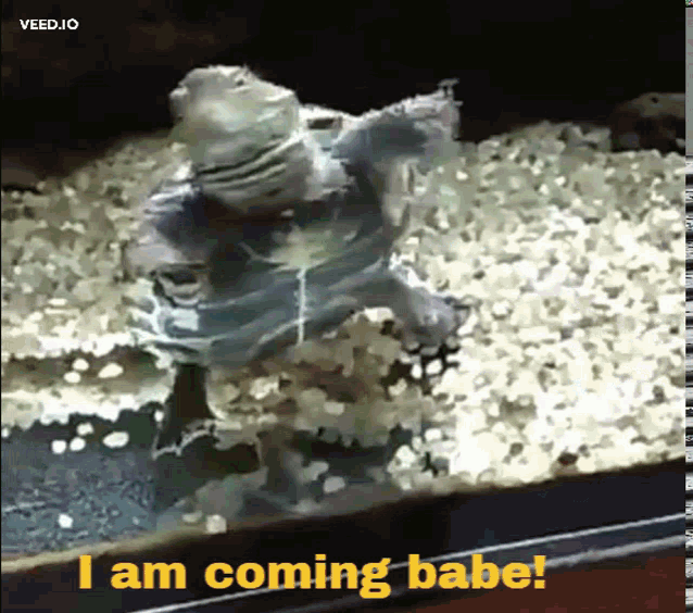 Coming I Am Coming Babe GIF - Coming I Am Coming Babe Coming Turtle GIFs