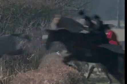 a man is riding a horse in a field with trees in the background
