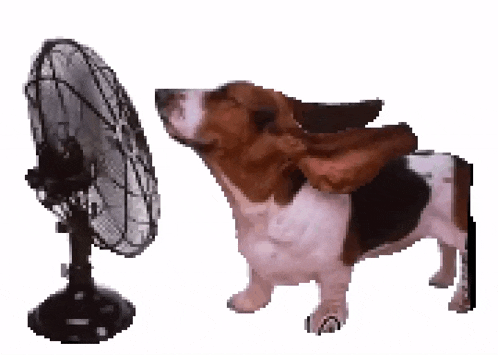 a basset hound dog is standing next to a fan