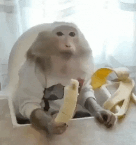 monkey-игорь-буток.gif