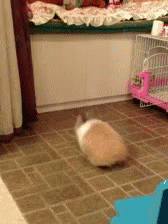 Funny Animals Rabbit GIF - Funny Animals Rabbit Hop GIFs