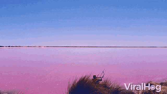 a paraglider is flying over a pink body of water and the words viralhog are below it