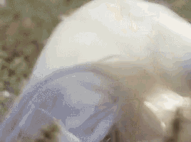 a woman in a white dress is laying in the grass .