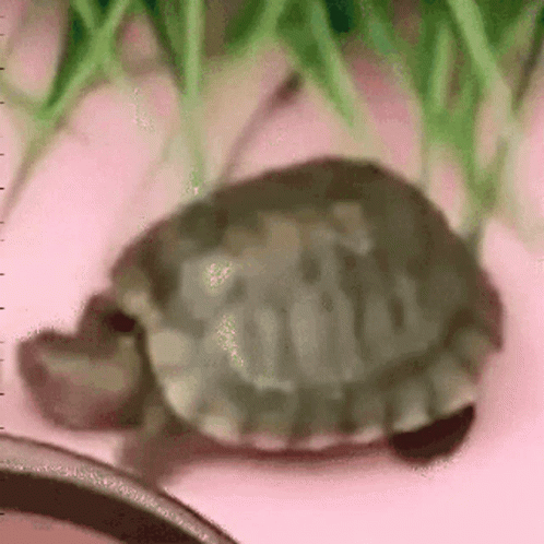 Turtle Crazy GIF - Turtle Crazy Dancing GIFs