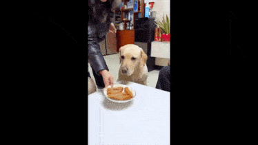 a dog is sitting on a table being fed chicken wings by two people .