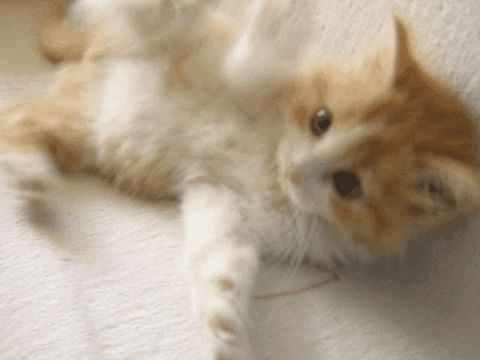 Hello! GIF - Cats Kittens Flail GIFs