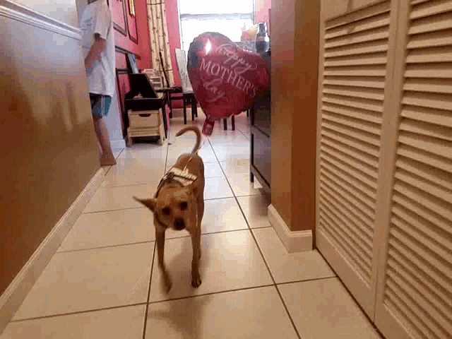a dog walking down a hallway with a happy mother 's day balloon