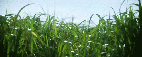Grass Windy GIF - Grass Windy Clear Skies GIFs