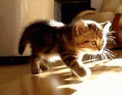 Stretch Kitty GIF - Stretch Kitty Kitten GIFs
