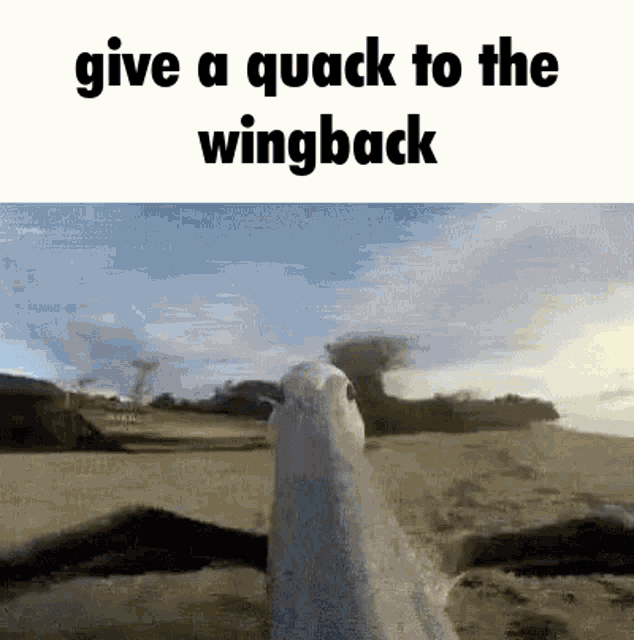 Give A Quack GIF - Give A Quack To GIFs