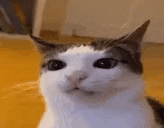 a close up of a cat 's face looking at the camera with a yellow background .
