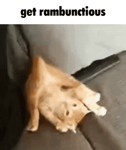 Rambunctious Kitten GIF - Rambunctious Kitten Upside Down GIFs