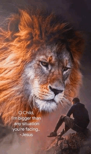 a man is sitting on a rock looking at a lion .
