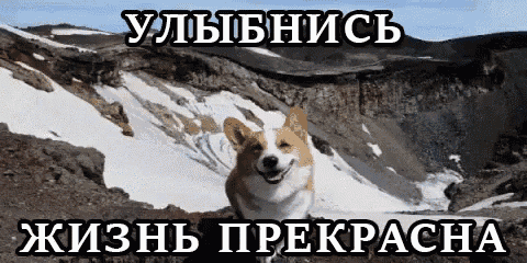 a corgi dog is smiling in front of a snowy mountain in russian