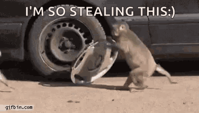 Monkey Steal GIF - Monkey Steal GIFs