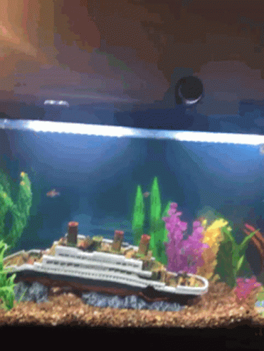 Fish Fishy GIF - Fish Fishy Aquarium GIFs