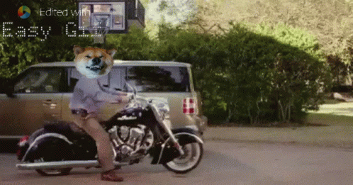 Dogecoin Hanging GIF - Dogecoin Hanging In GIFs