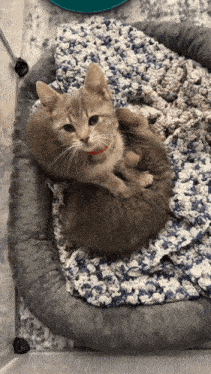 Cat Cat Making Biscuits GIF - Cat Cat Making Biscuits Biscuit GIFs