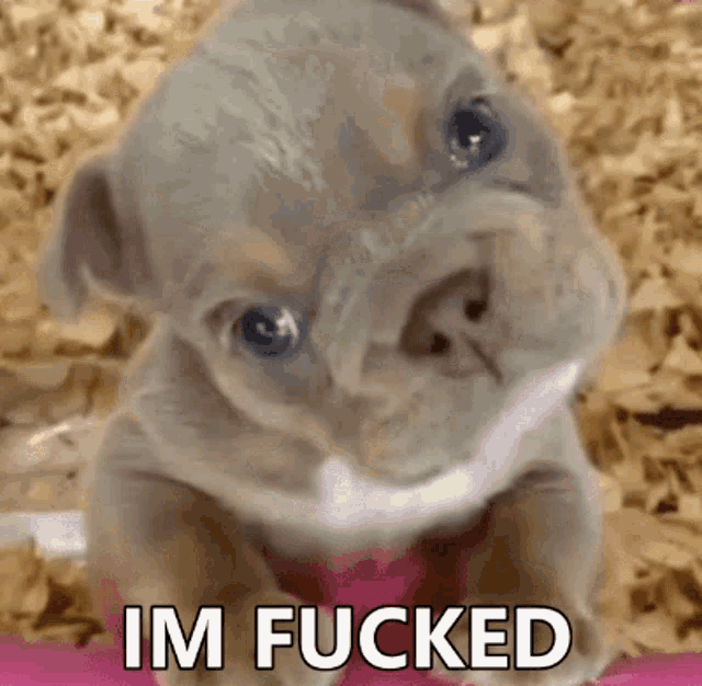 a puppy is sitting in a pile of wood chips and says im fucked