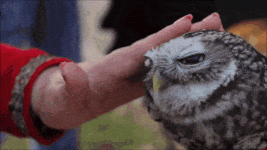 a person is petting a small owl with their hand