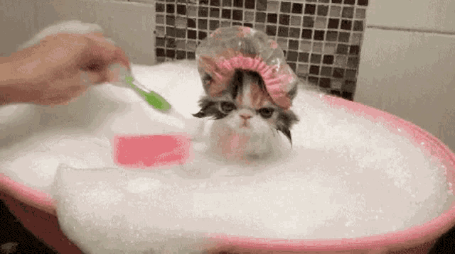 Bath Time Cute GIF - Bath Time Cute Kitty GIFs