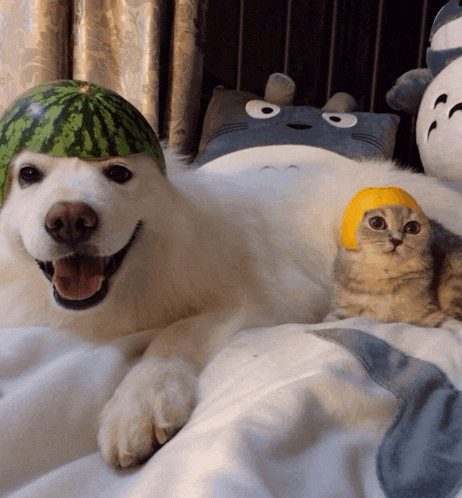 a white dog wearing a watermelon hat next to a cat wearing a yellow hat