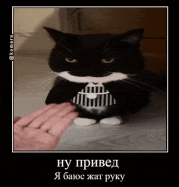 a black and white cat wearing a tuxedo is being petted by a hand