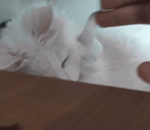 Yuki Maine Coon GIF - Yuki Maine Coon Cat GIFs