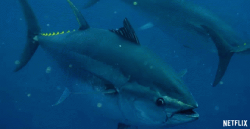 Tuna Swimming GIF - Tuna Swimming Fish GIFs