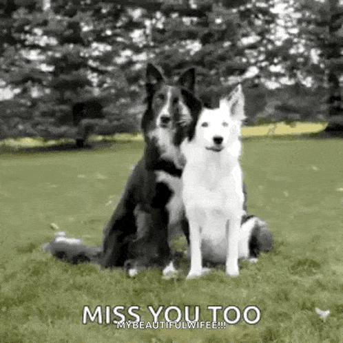 two dogs are sitting next to each other in a field .