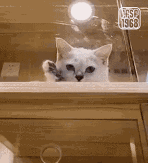 a cat is looking out of a glass door with the year 1968 on the bottom