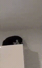 a black and white cat is sitting on a white surface .