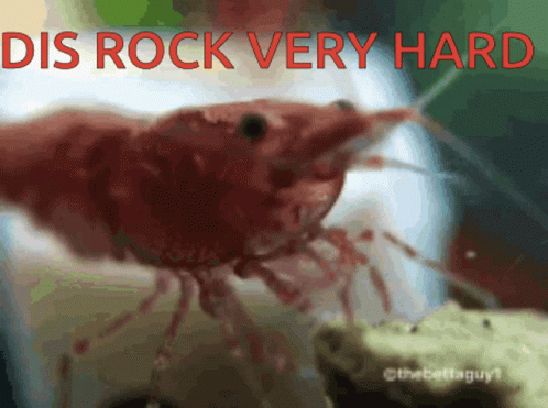 Punch This Rock Very Heart GIF - Punch This Rock Very Heart Shrimp GIFs