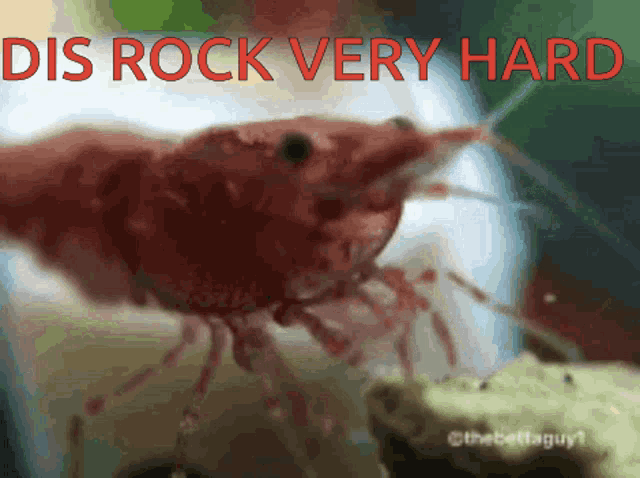 a picture of a shrimp with the words dis rock very hard